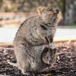 Quokkas-featured