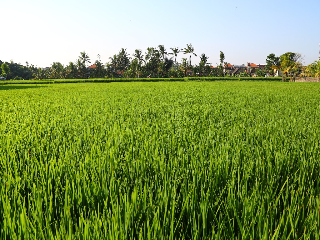 Rice fields of Munduk 