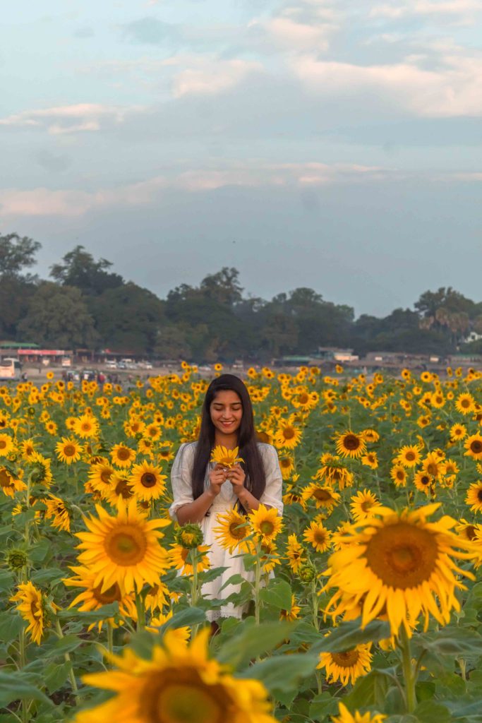 A girl in white dress standing in a sunflower field at U bein bridge