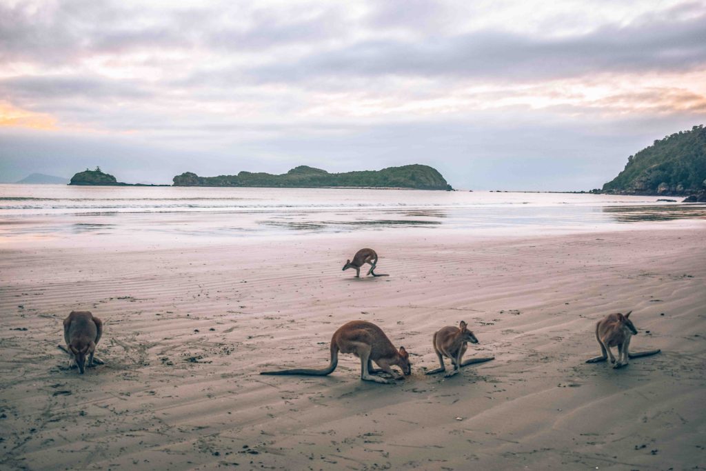 Cape Hillsborough Beach Mackay Queensland