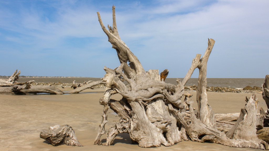 Driftwood beach in Jekyll Island is a unique beach with natural beauty
