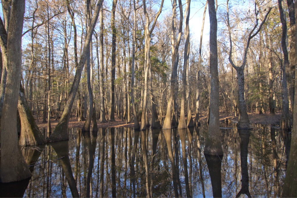 Congaree National park