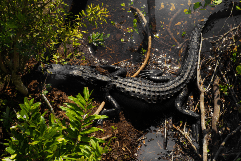 The alligators at Everglades national park