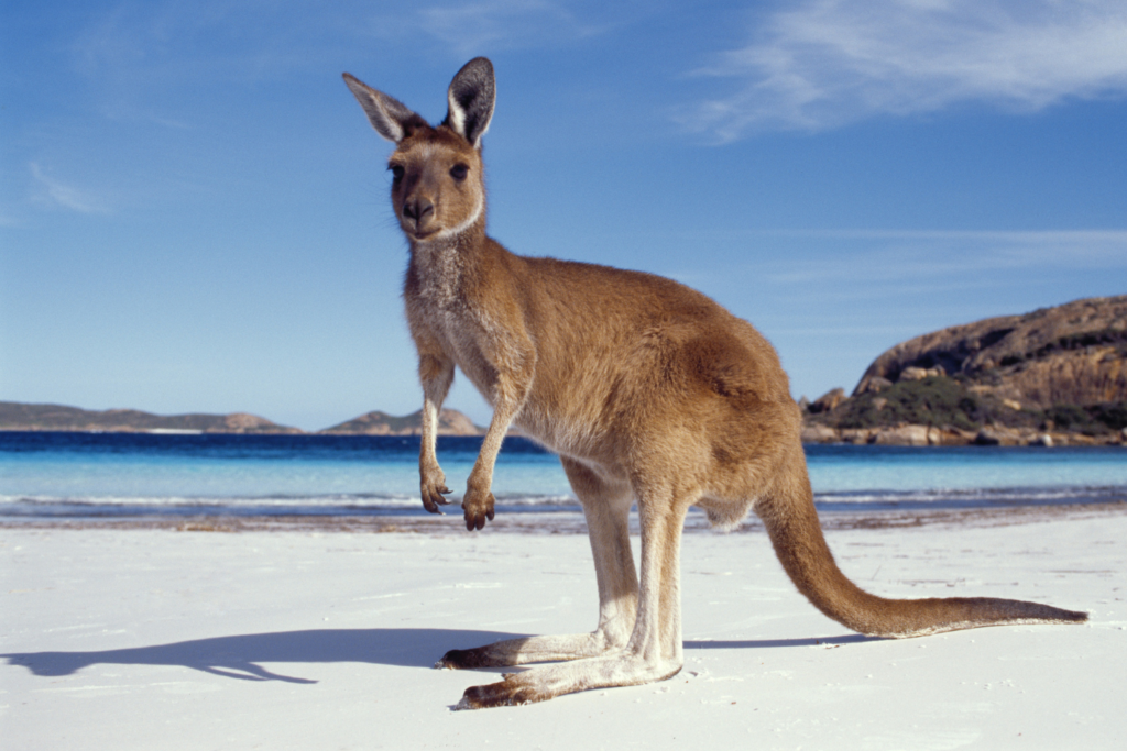 Kangaroo at Lucky Beach in Esperance