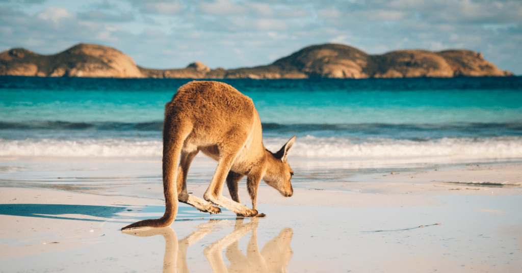 The view of Lucky Bay beach with a kangaroo enjoying