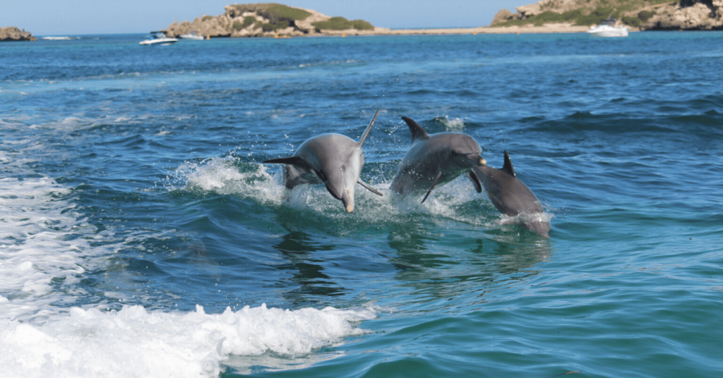 Penguins jumping in the water at rockingham