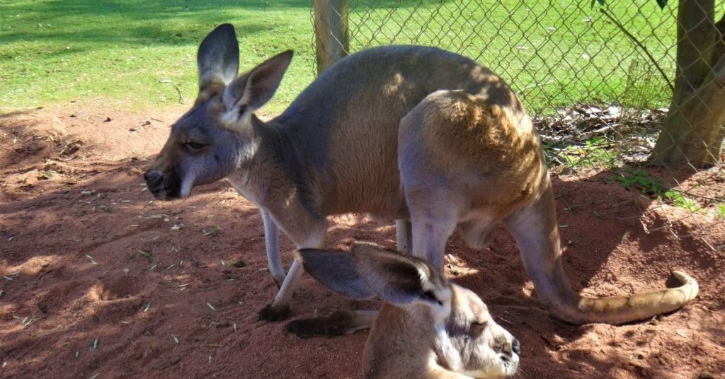Caversham Wildlife Park in Western Australia