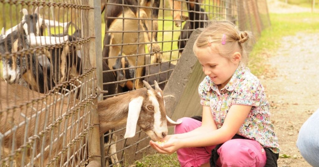 Country Life farm in Dunsborough