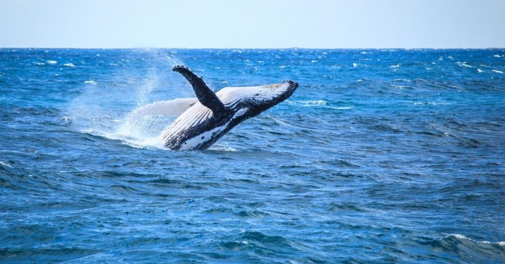 Whale watching is a must when in Dunsborough WA